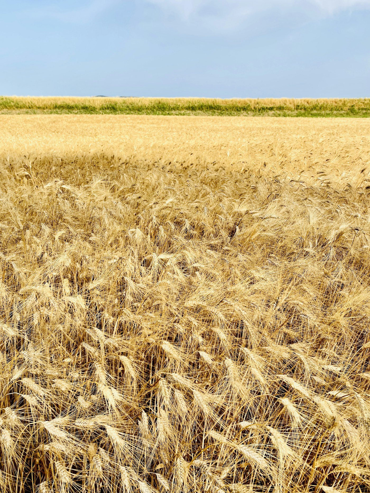 Agricoltura